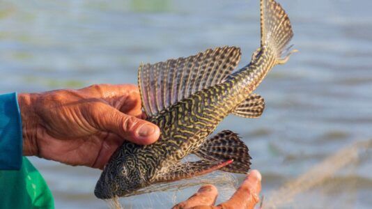Janitor fish (Pterygoplichthys)